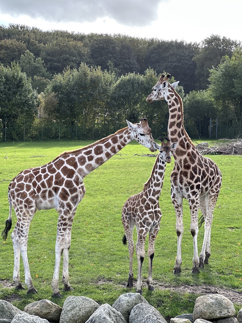 Aalborg Zoo i Aalborg