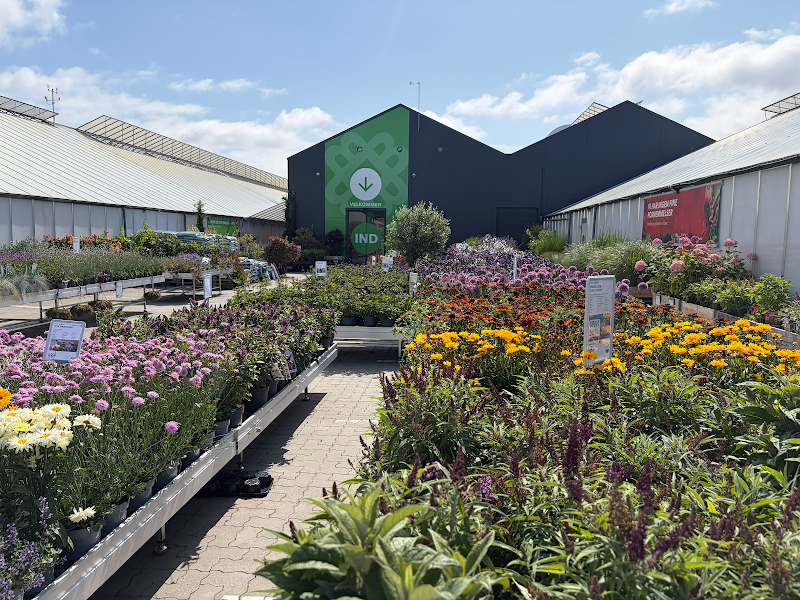 Billigblomst Fredericia i Fredericia