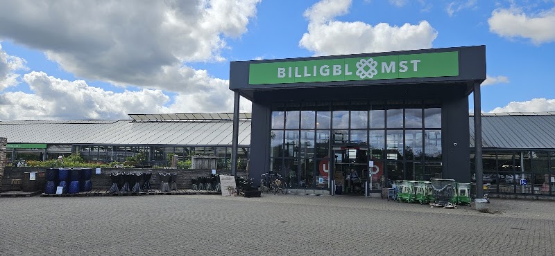 Billigblomst Herning