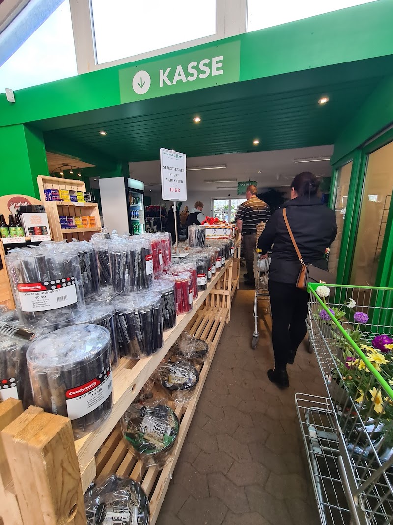 Billigblomst Holbæk