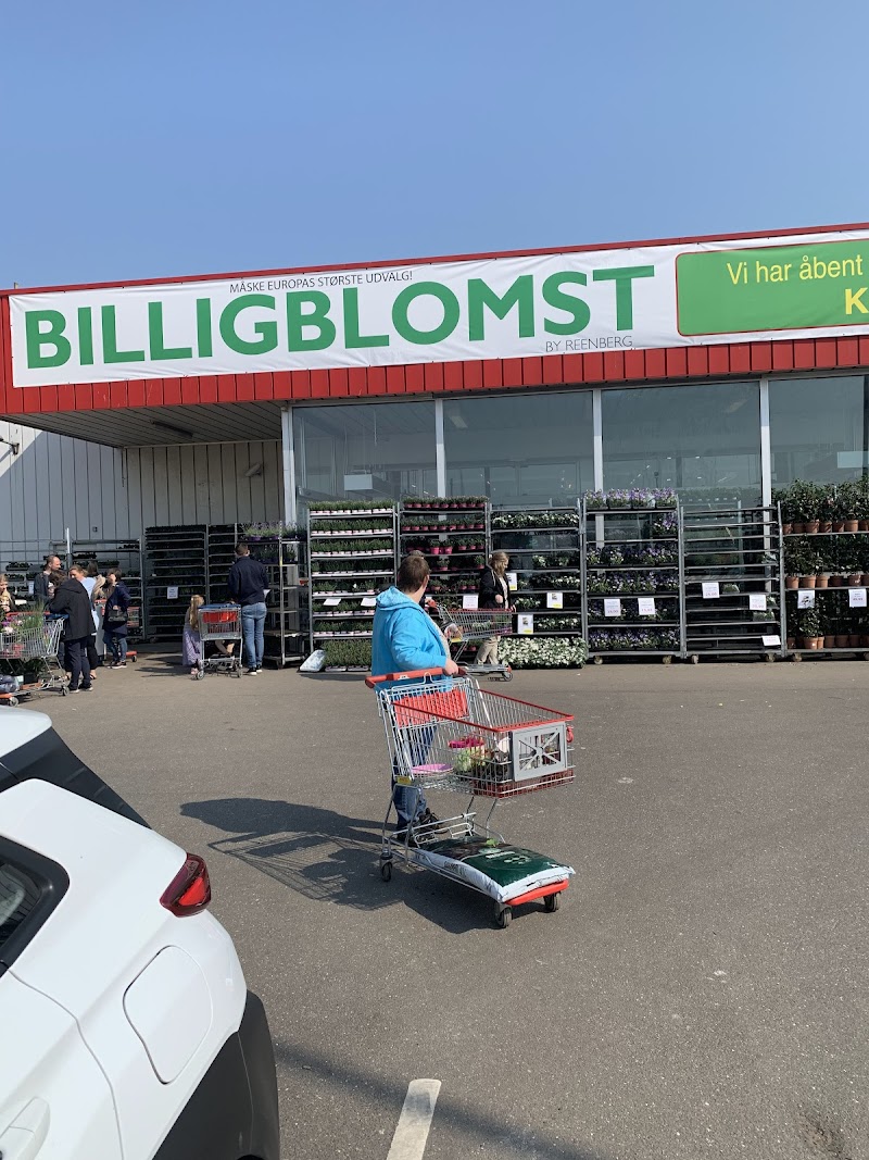 Billigblomst Kolding