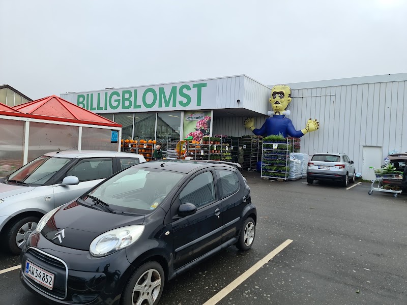 Billigblomst Kolding