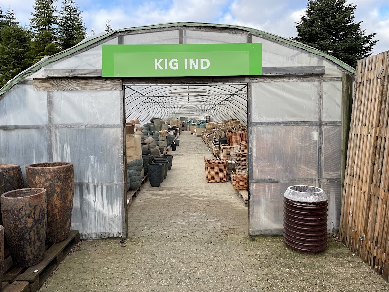 Billigblomst Langeskov