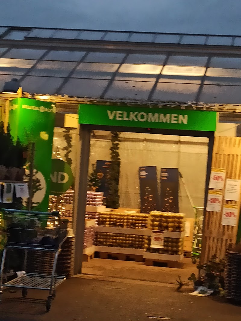 Billigblomst Langeskov