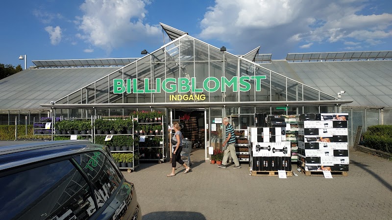 Billigblomst Næstved