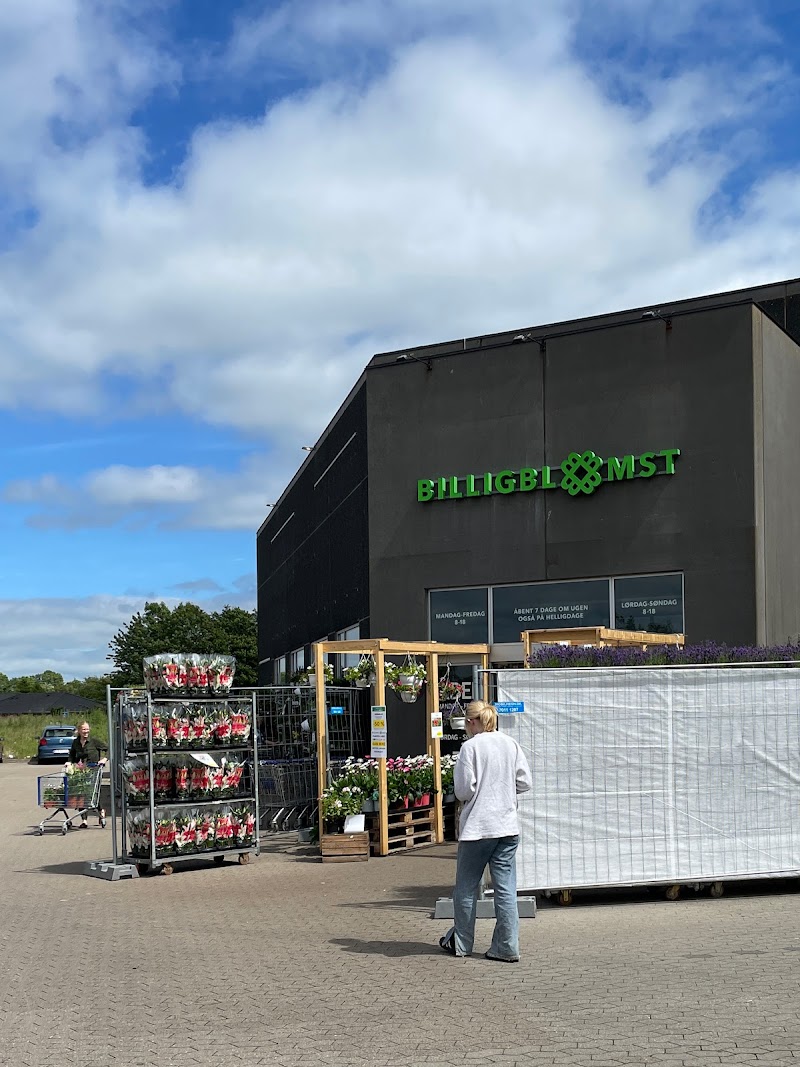 Billigblomst Randers