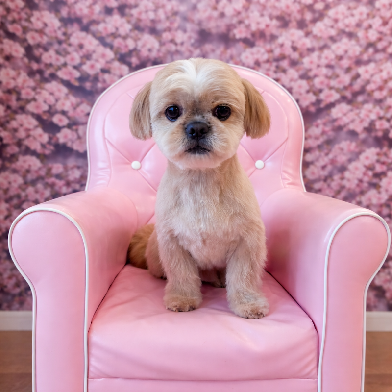 Charlie Dog Grooming i Christiansfeld