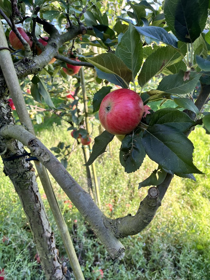 Frugthaven i Skørping