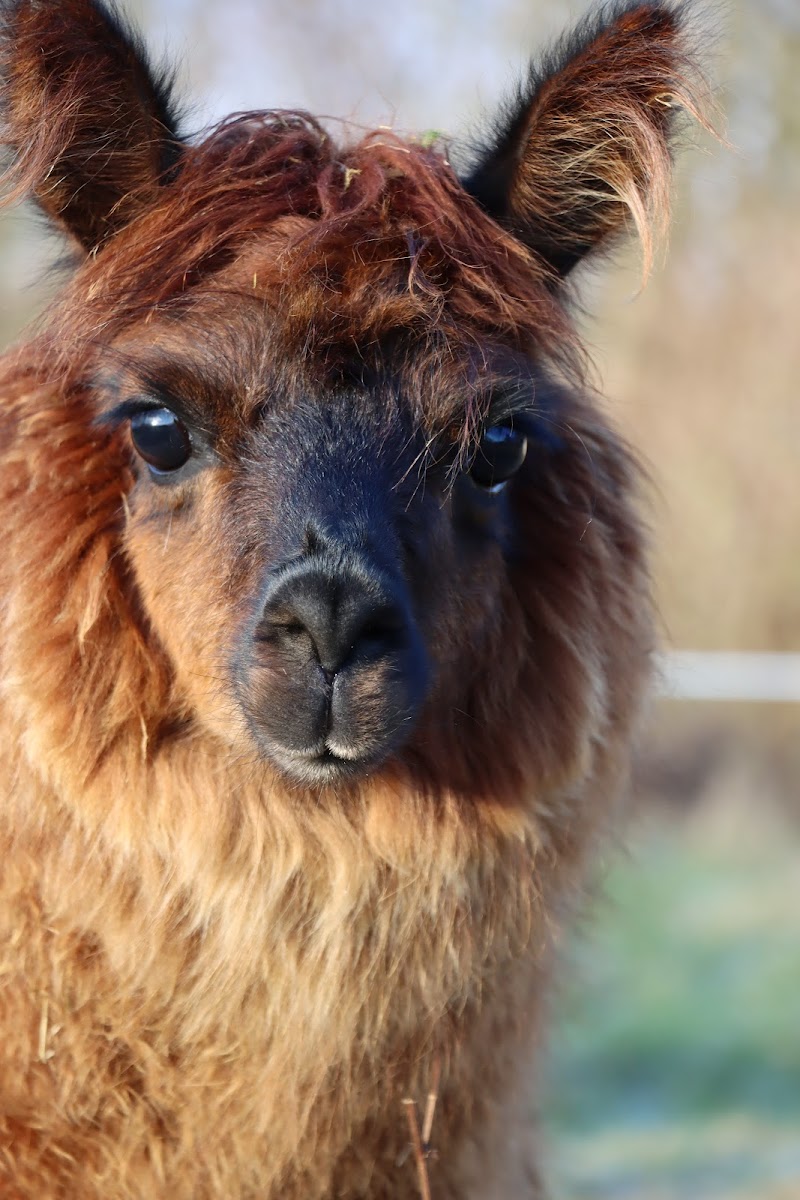 himstregims butik / Thypaca Alpaca Farm