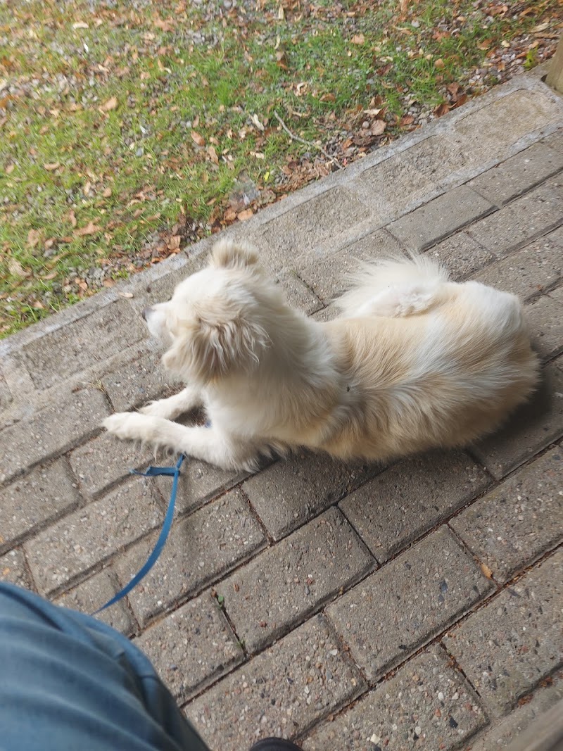 Hundeparadiset i Vojens