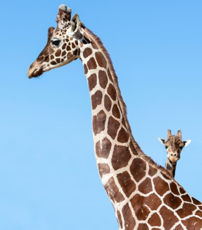 Jyllands Park Zoo i Videbæk