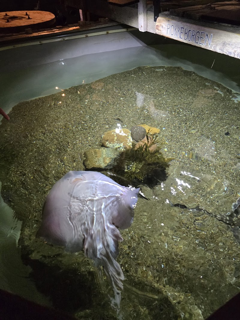 Jyllandsakvariet Hvide Sande