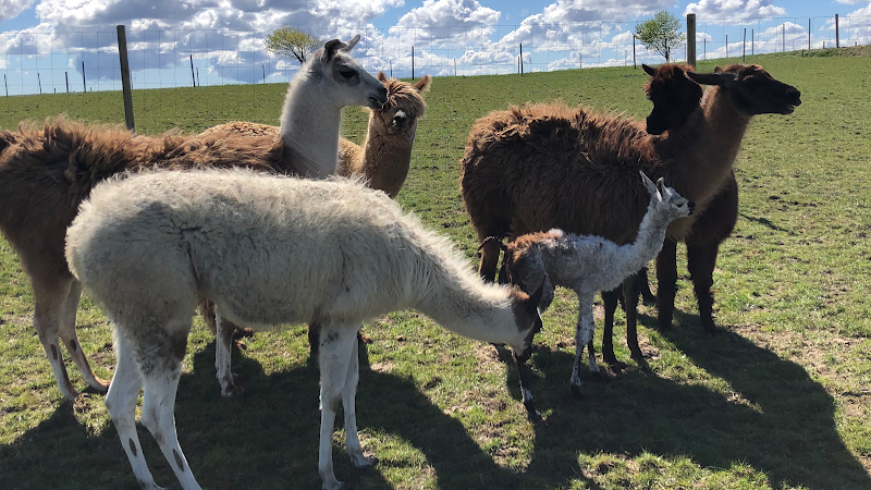 Klokkerholm Dyrepark