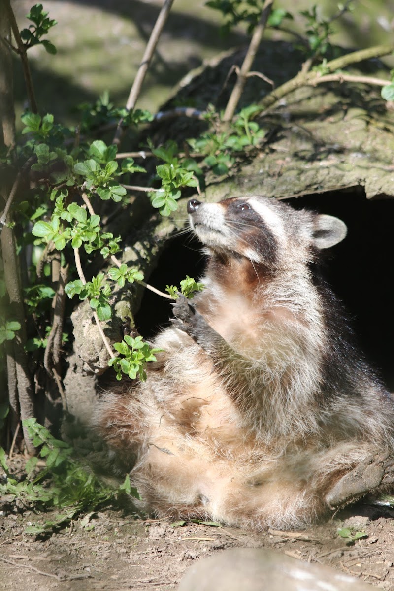 Munkholm Zoo i Balle
