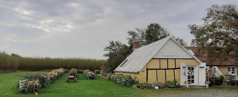 Ravgården Ravsliberi Butik og Museum i Sønderlev